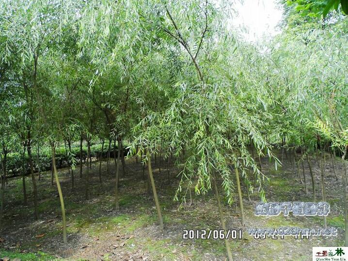 供應(yīng)垂柳近期價(jià)格