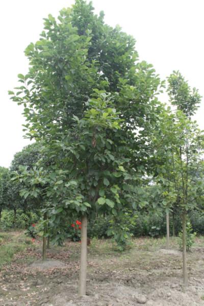 供應(yīng)白玉蘭工程苗木白玉蘭8公分