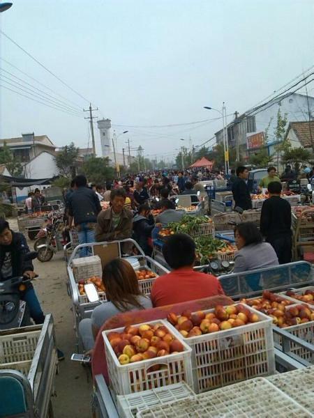 碭山縣突圍毛桃批發(fā)價(jià)格