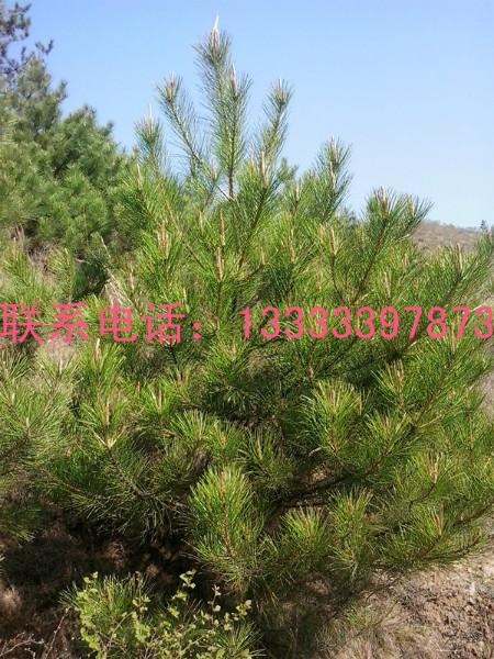 供應(yīng)油松造林苗哪里有優(yōu)惠，*出售造林油松，便宜批發(fā)造林油松，