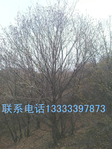 山東蒙古櫟苗供貨商圖片