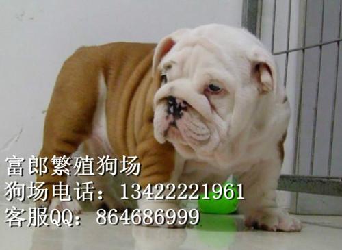 纯种英国斗牛犬图片