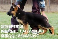 广州边度有警犬饲养基地 广州哪里有出售德国牧羊犬 德牧的价格多少图片