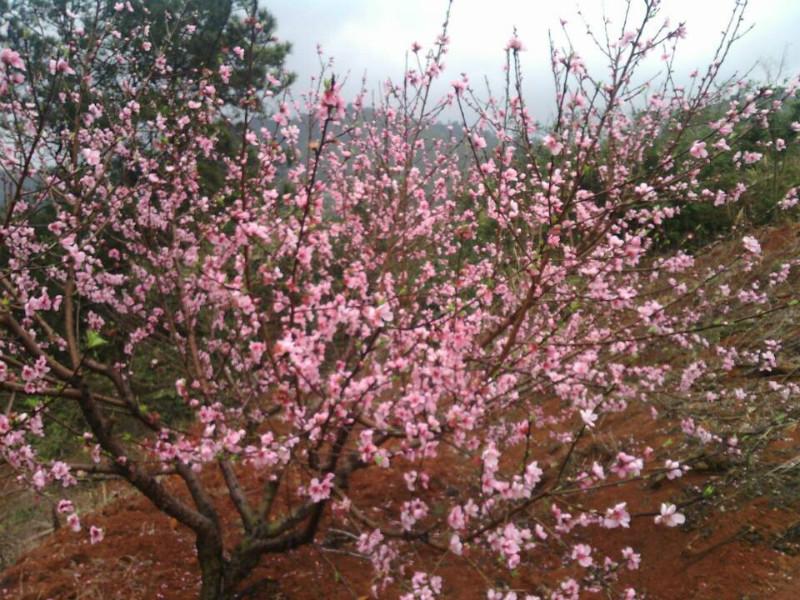 郴洲農(nóng)家樂旅游景點(diǎn)，游湖，景點(diǎn)圖片，景點(diǎn)票價(jià)，景點(diǎn)車程