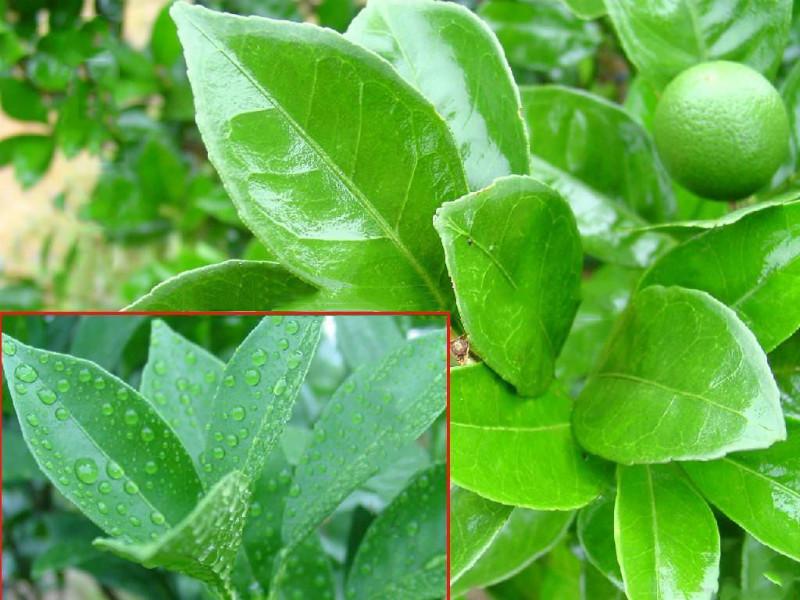 供應(yīng)有機(jī)硅表面活性劑I2000那里*，浙江農(nóng)用有機(jī)硅表面活性劑生產(chǎn)