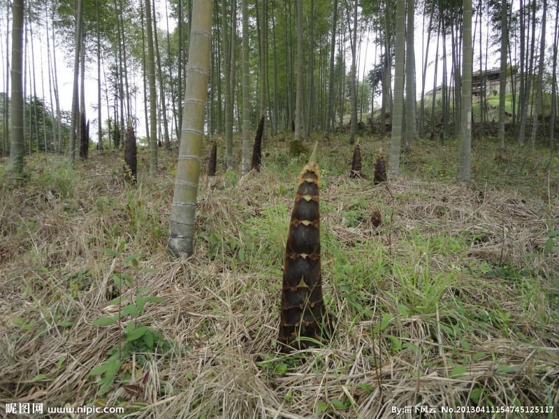 供應四川竹筍干