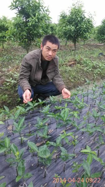 供應(yīng)紅桔小苗,供應(yīng)東方紅桔小苗,東方紅桔小苗桂林供應(yīng)商