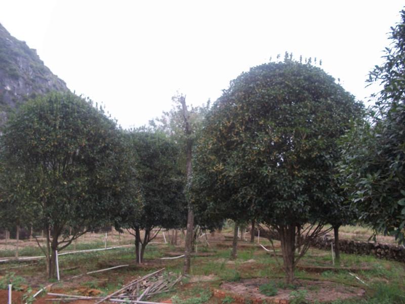 供應云南金球桂小苗