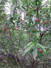 供應廣西特早熟油桃518