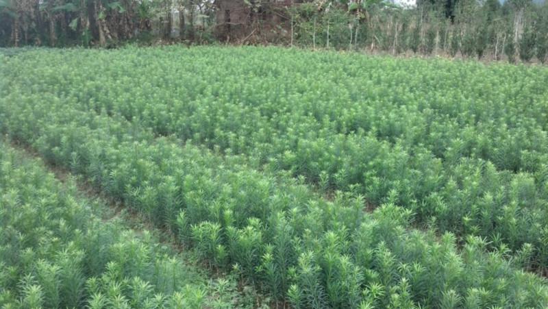 供應(yīng)東方紅桔果苗,供應(yīng)荔浦東方紅桔果苗,荔浦東方紅桔果苗批發(fā).零售