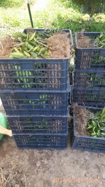 供應(yīng)紅桔種苗,東方紅桔種苗批發(fā),東方紅桔種苗桂林批發(fā)商