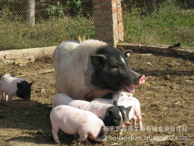 供應(yīng)用于飼養(yǎng)的巴馬*