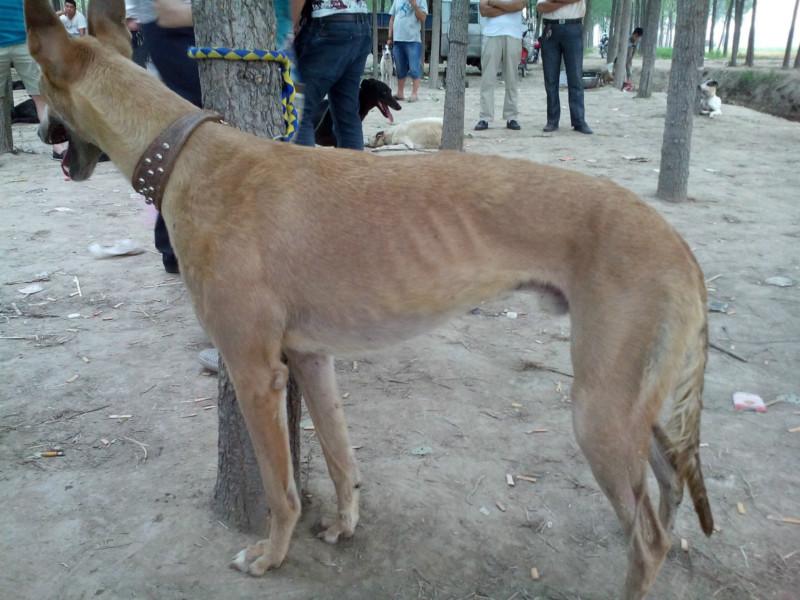 供应格力犬低价出售猎兔犬