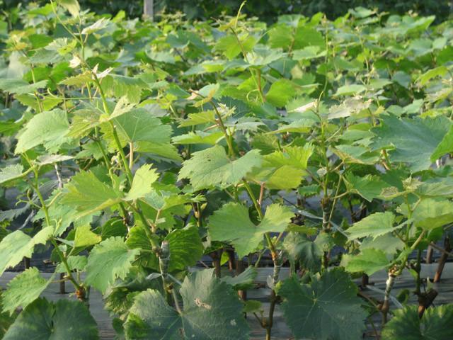 供应夏黑芽变葡萄苗批发基地夏黑芽变葡萄苗早夏黑葡萄苗夏黑芽变葡萄苗批发商图片