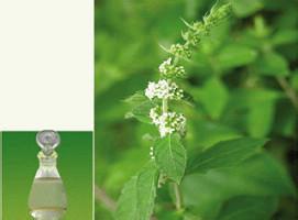 供應(yīng)優(yōu)質(zhì)薄荷油