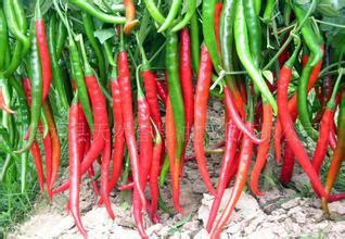 供應(yīng)辣椒油