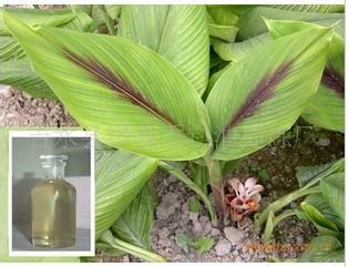 供應(yīng)莪術(shù)油可提供樣品，樣品對(duì)大貨，*，值得信賴??！