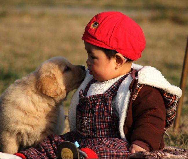 美系金毛纯种健康哪里有卖猎犬图片