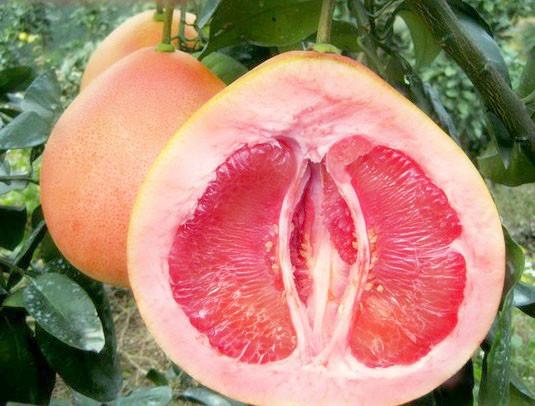 供應(yīng)三紅蜜柚苗