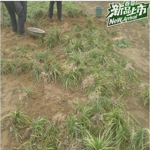 供應(yīng)山東菏澤市曹縣中藥材麥冬銷售中心