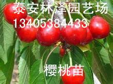供應*的嫁接櫻桃苗基地 產量高 好成活