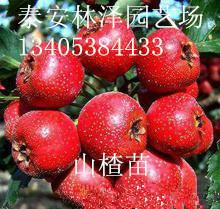山楂苗的價格圖片