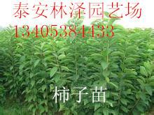 供應(yīng)柿子苗