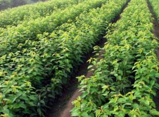 供應*的嫁接櫻桃苗基地 產量高 好成活