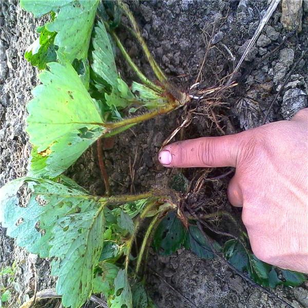 供應(yīng)泰安信實(shí)草莓苗