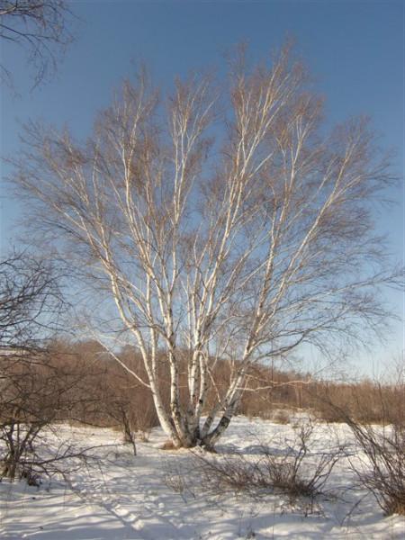 供應(yīng)*河北綠化苗木白樺油松五角楓蒙古櫟