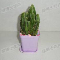 花木租賃圖片/花木租賃樣板圖 (3)