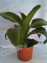 花卉租賃圖片/花卉租賃樣板圖 (4)