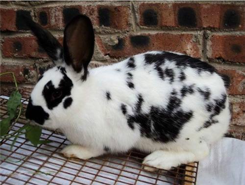 山東種兔養(yǎng)殖圖片