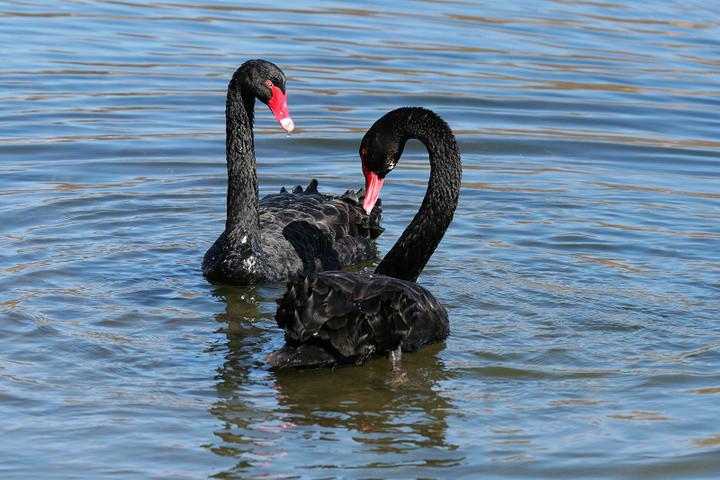 供應(yīng)河南*養(yǎng)殖，*哪里便宜，優(yōu)價*