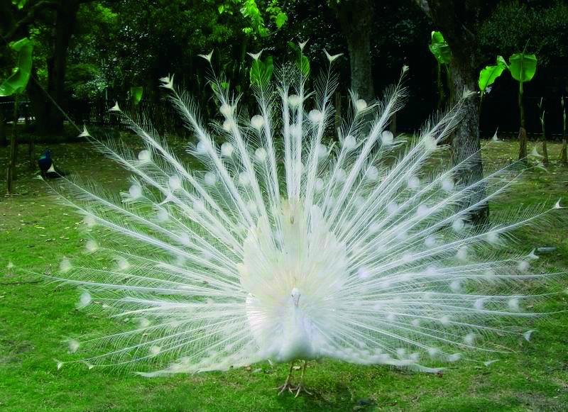 供應(yīng)黑龍江*優(yōu)價，哪里*最便宜，*養(yǎng)殖基地