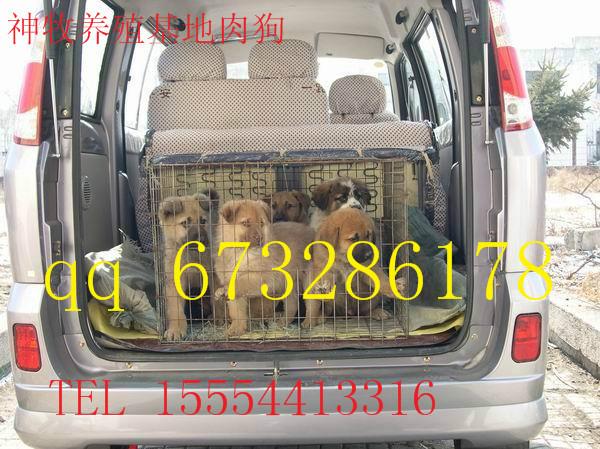 供應(yīng)河南*多少錢，*養(yǎng)殖，*幼崽