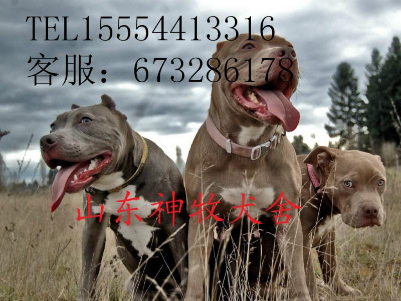 供應(yīng)九江哪有賣比特犬的，比特犬養(yǎng)殖基地，比特犬價(jià)格
