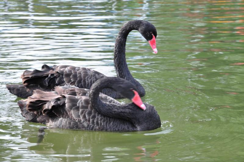 供應(yīng)河南*養(yǎng)殖，*哪里便宜，優(yōu)價*