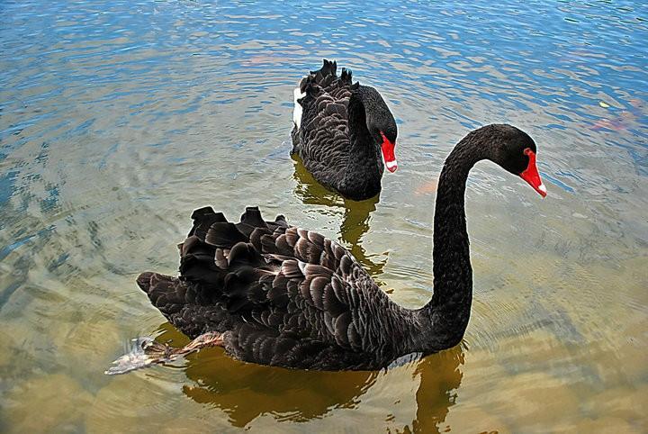 山西優(yōu)價黑天鵝圖片
