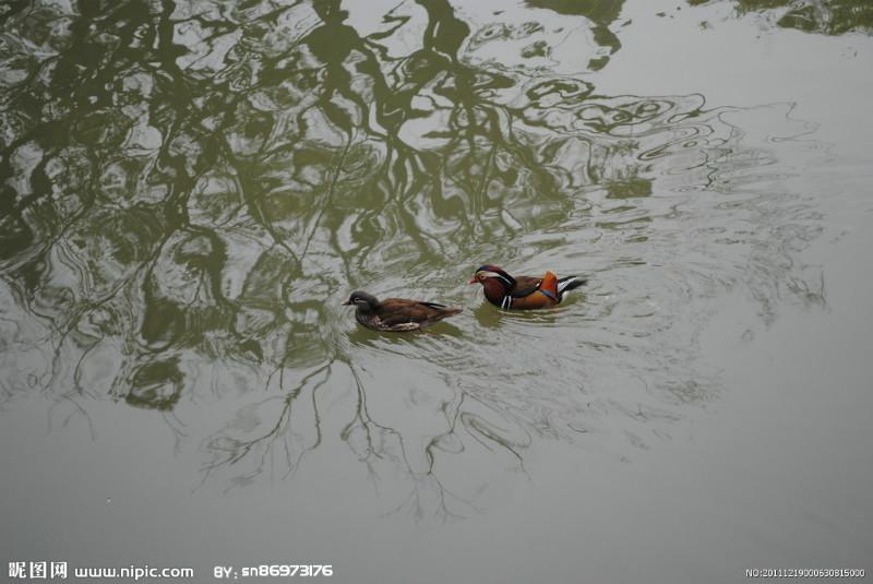 供應(yīng)河南鴛鴦養(yǎng)殖，河南鴛鴦出售，河南鴛鴦養(yǎng)殖