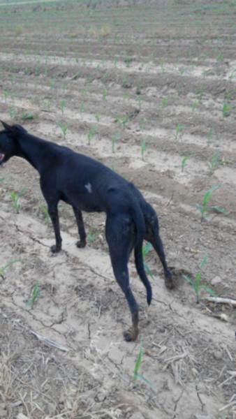 供应镇江格力犬价格/格力幼犬/灵缇犬/惠比特犬供应