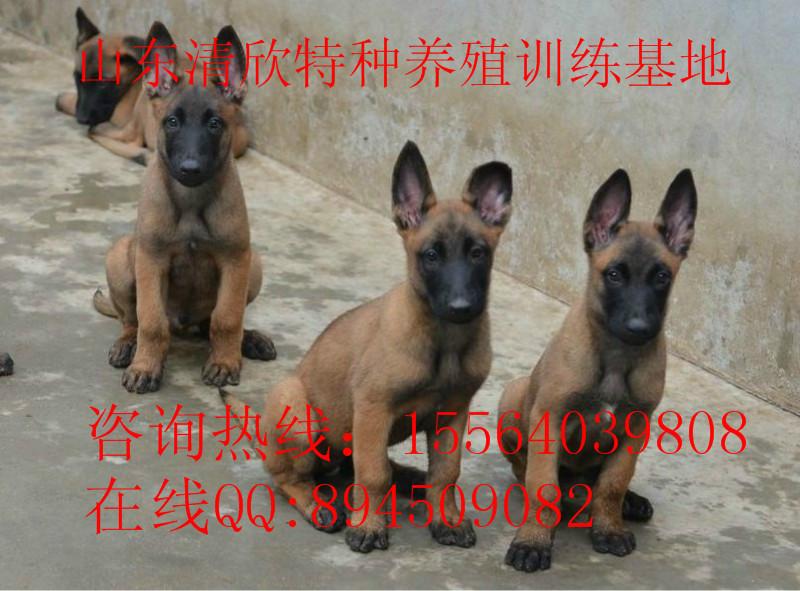 比利时血统马犬价格图片