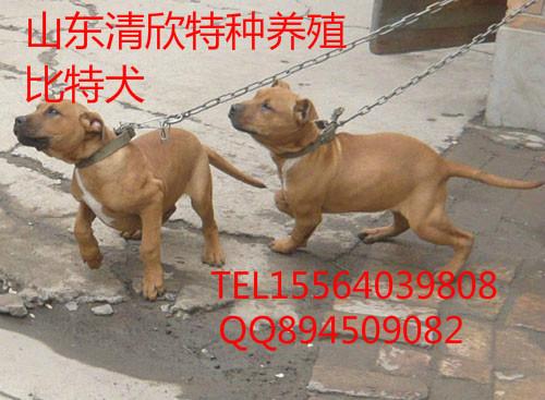 供应黑龙江比特犬价格，比特犬养殖 ，比特幼犬供应