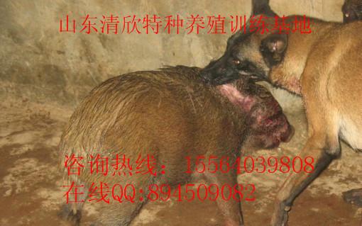 供应最新马犬价格，最新马犬幼犬价格图片，专业马犬养殖