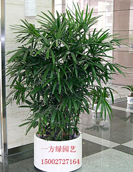 供应武汉室内植物租摆