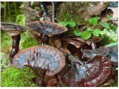 靈芝提取物/靈芝多糖50%