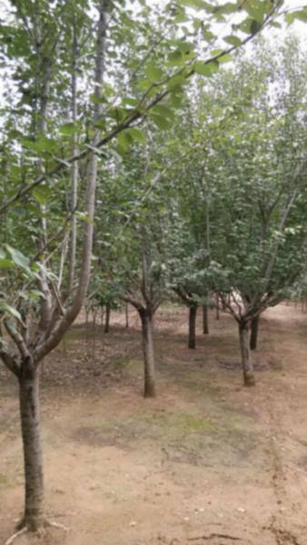 供應(yīng)上海櫻花小苗丨上海櫻花價(jià)格丨上海八公分櫻花