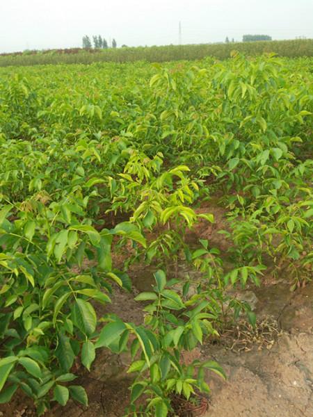 供應(yīng)山東薄皮核桃苗丨山東香玲核桃苗丨山東元豐核桃苗