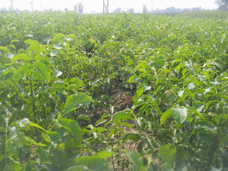 元豐核桃苗圖片/元豐核桃苗樣板圖 (2)