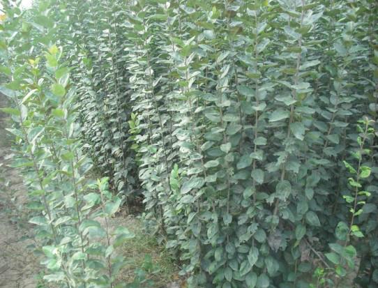 供應(yīng)江蘇西府海棠小苗丨江蘇西府海棠廠家丨江蘇西府海棠小苗價格